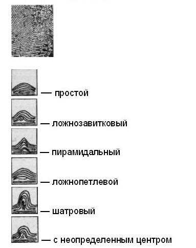 Свойства папиллярных узоров кожного покрова руки человека