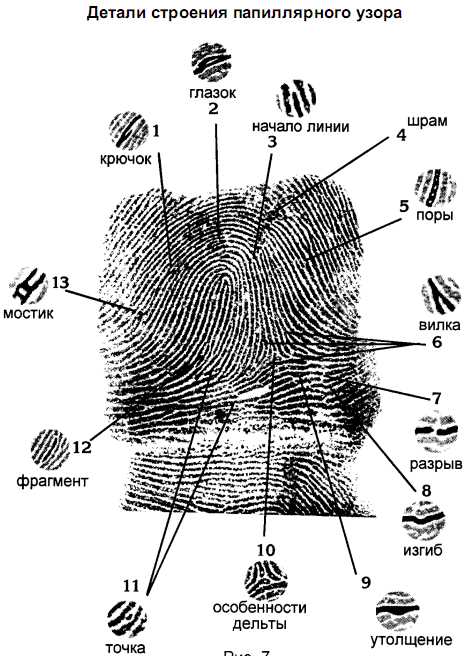 Роль папиллярных узоров конечностей в идентификации человека